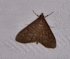 Tatobotys janapalis