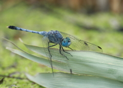 Diplacodes trivialis