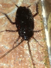 Blatta orientalis