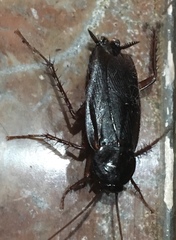 Blatta orientalis