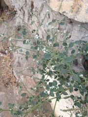 Heliotropium europaeum