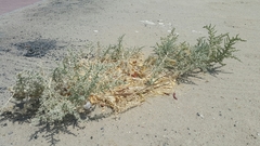 Cornulaca aucheri