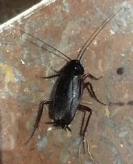 Blatta orientalis
