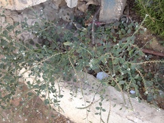 Heliotropium europaeum