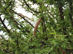 Vachellia schaffneri
