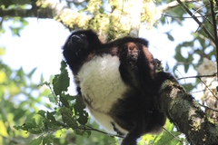 Propithecus edwardsi