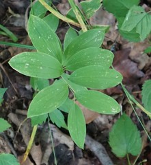 Uvularia sessilifolia