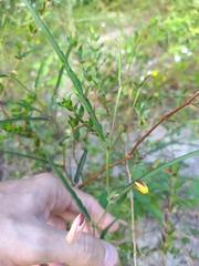 Chamaecrista flexuosa