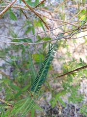 Chamaecrista flexuosa