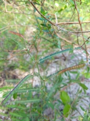 Chamaecrista flexuosa