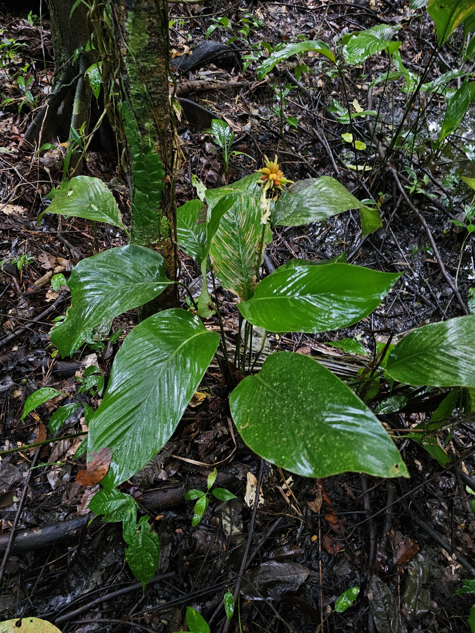Imagem de Maranta-zebrina