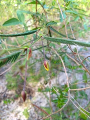 Chamaecrista flexuosa