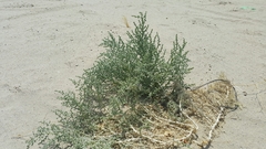Cornulaca aucheri