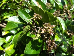 Tetracera breyniana