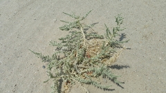 Cornulaca aucheri