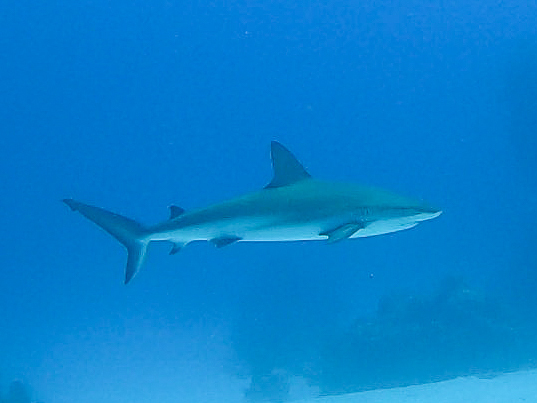 Shark