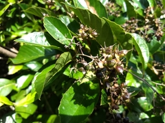 Tetracera breyniana