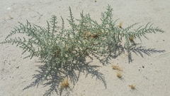 Cornulaca aucheri