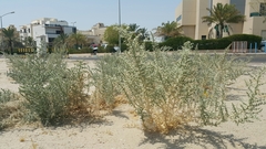 Cornulaca aucheri