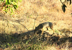 Canis aureus indicus