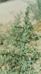 Cornulaca aucheri