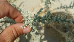 Cornulaca aucheri