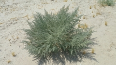 Cornulaca aucheri