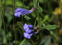 Scutellaria yezoensis