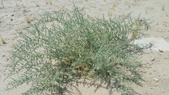 Cornulaca aucheri