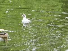 Chroicocephalus ridibundus