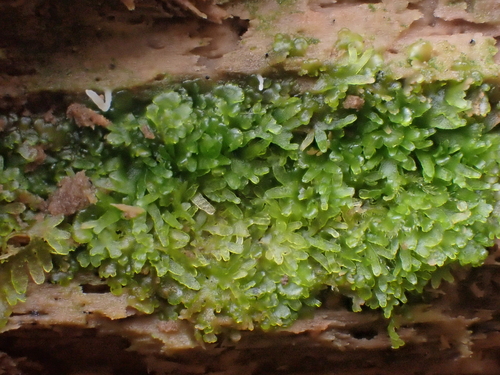 Image of Riccardia latifrons by no rights reserved