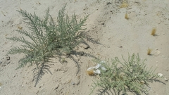 Cornulaca aucheri