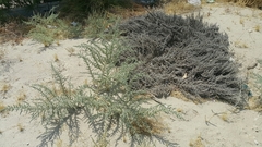Cornulaca aucheri