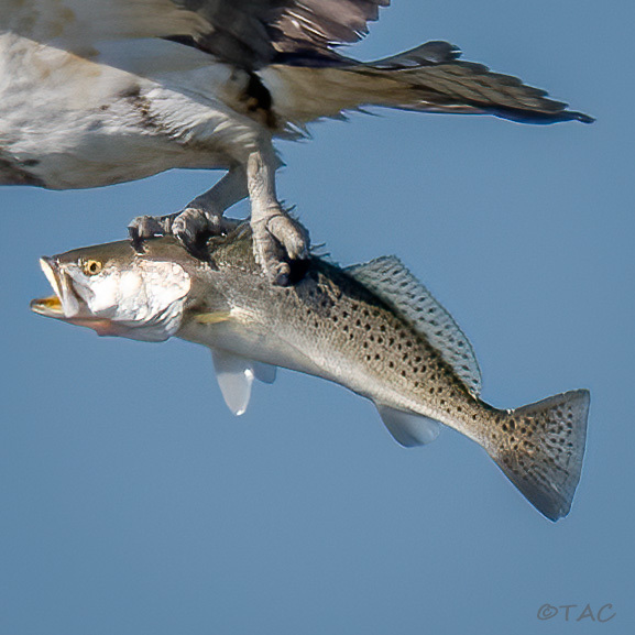 Spotted Seatrout
