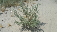Cornulaca aucheri
