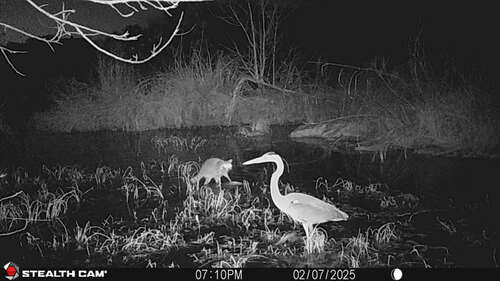Great Blue Heron photographed in Texas