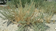 Cornulaca aucheri