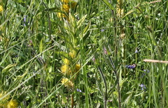 Scutellaria yezoensis