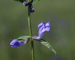 Scutellaria yezoensis