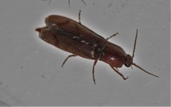 Stenagostus rhombeus