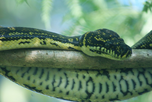 Diamond Python sighting