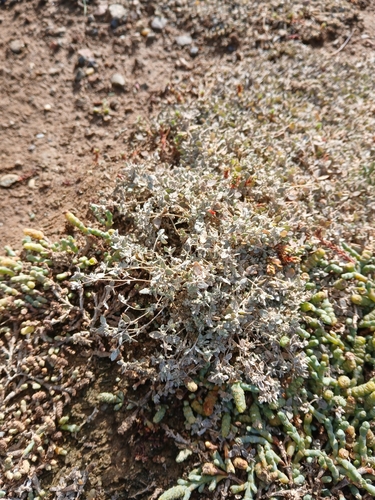 Atriplex buchananii (Atriplex buchananii)