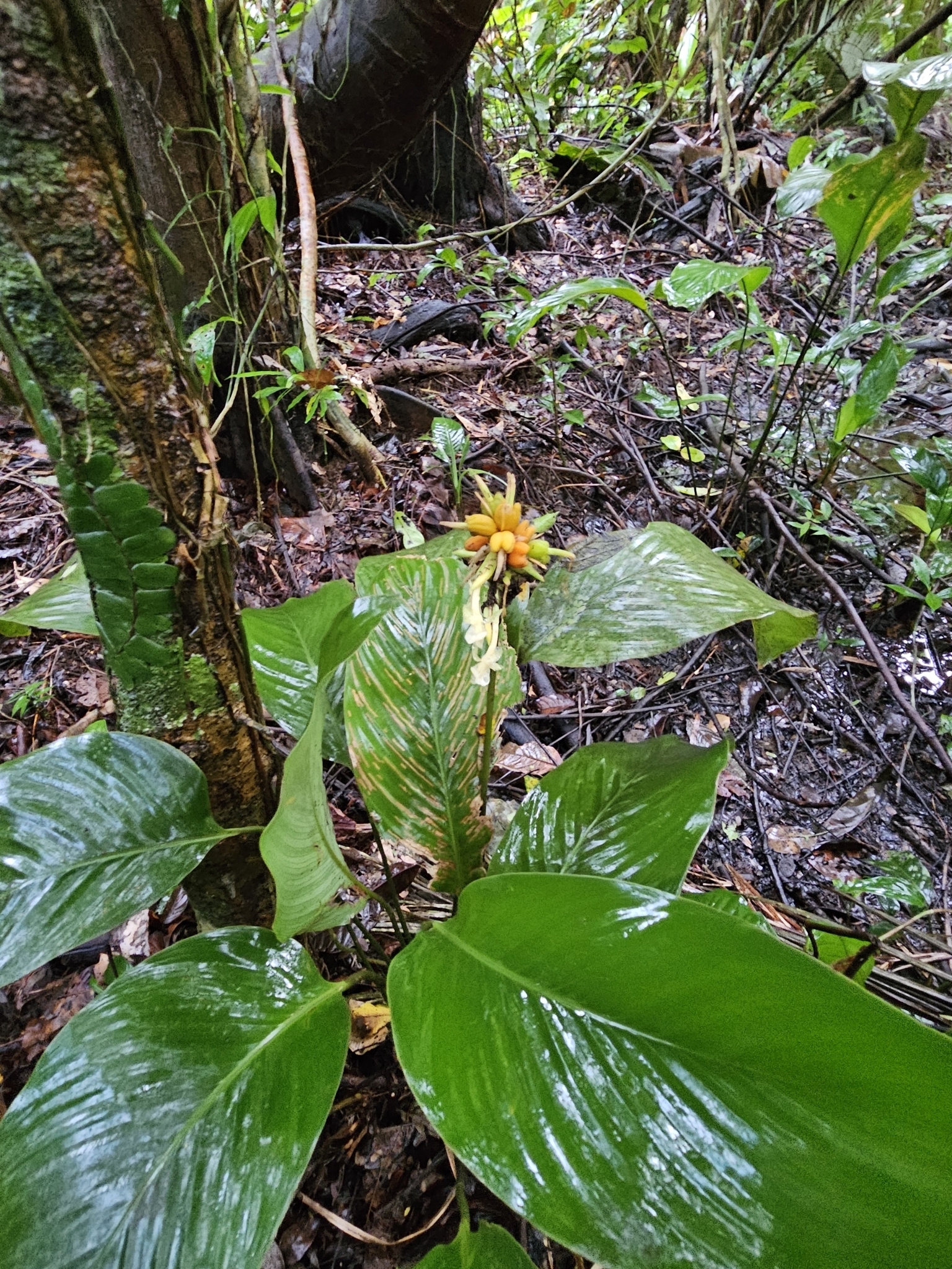 Imagem de Maranta-zebrina