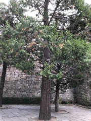 Calocedrus