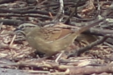 Rusty Sparrow (Aimophila rufescens), photo 4
