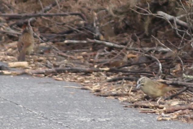 Rusty Sparrow (Aimophila rufescens), photo 3