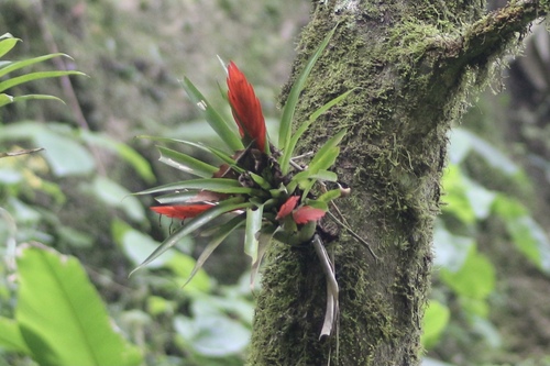 Tillandsia multicaulis, photograph 3