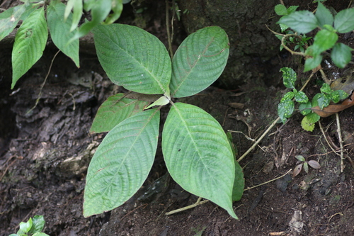 Megaskepasma erythrochlamys