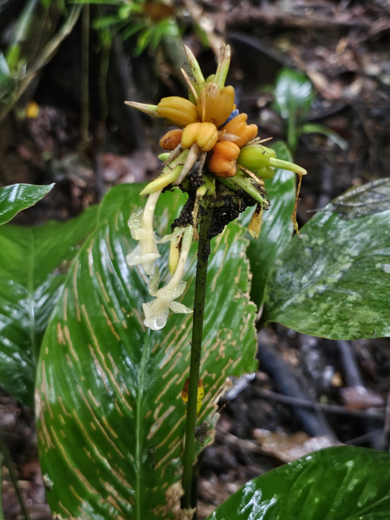 Imagem de Maranta-zebrina