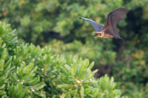 Indian Flying Fox